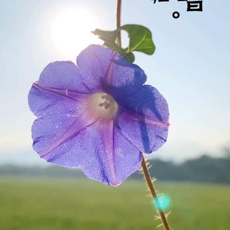 空城旧梦