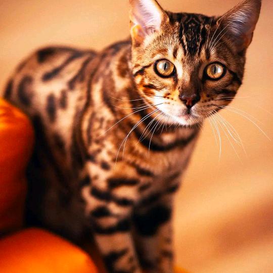 用户6924281803296小黑黑