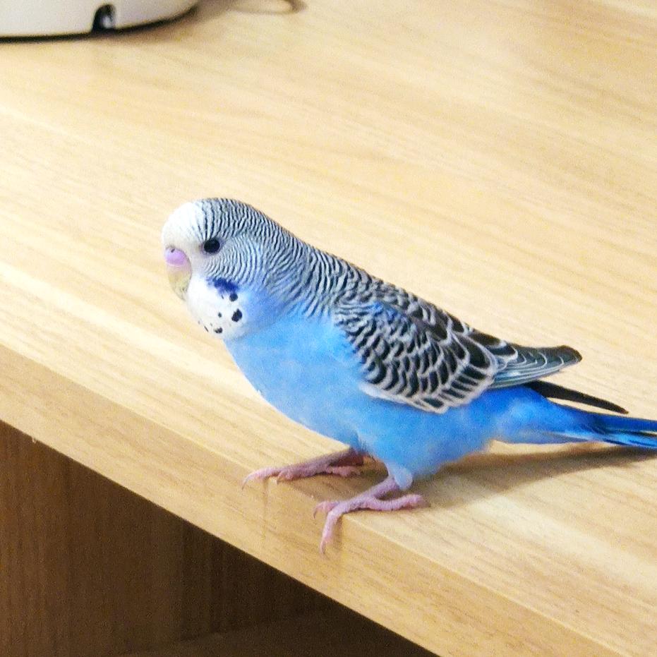 淡漠