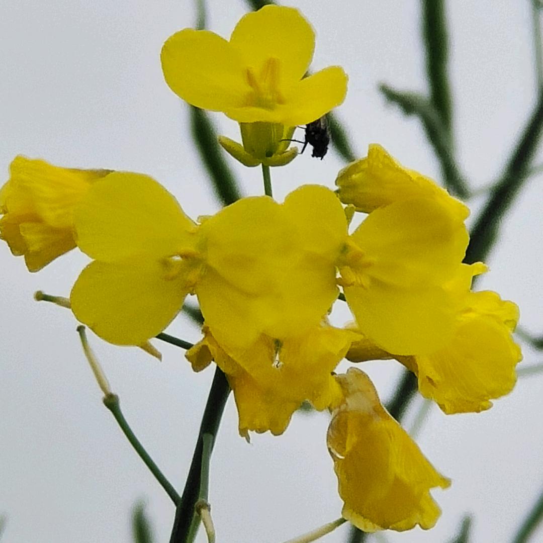 ღ木子李᭄ꦿ࿐