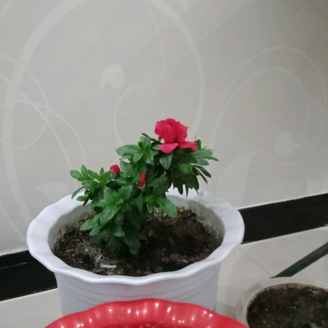 陈明霞