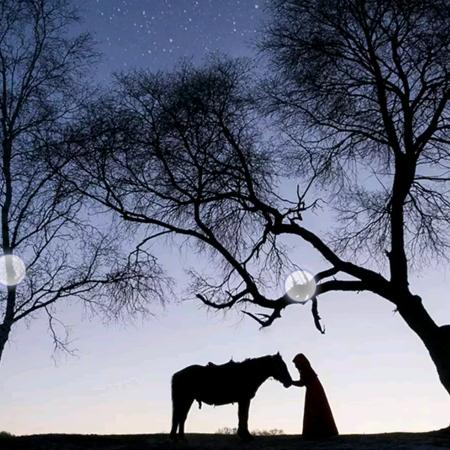 山西黑山羊上市