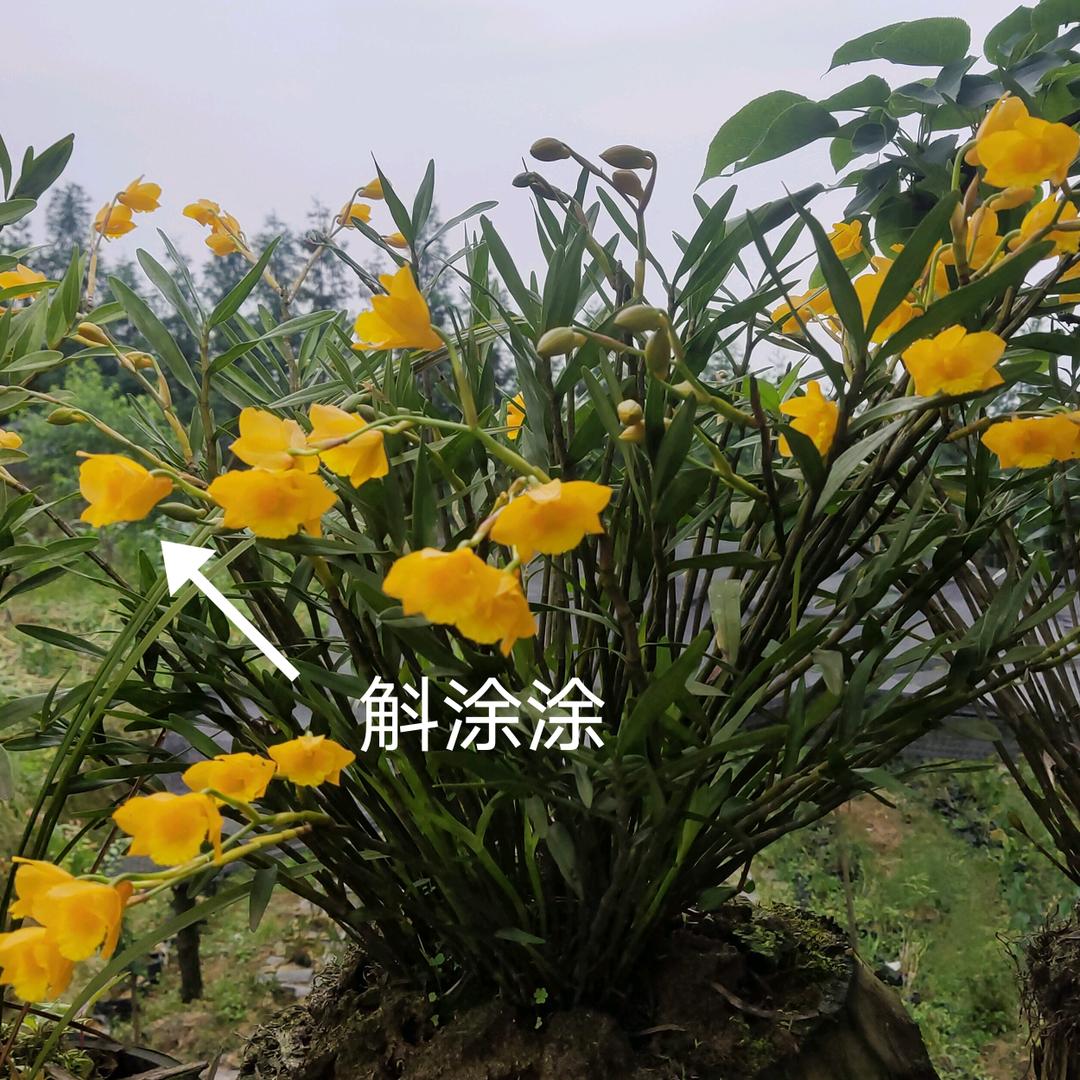 洪雅县万富生态家庭农场