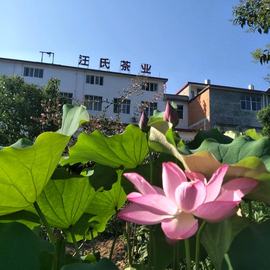 汪岗汪氏茶业