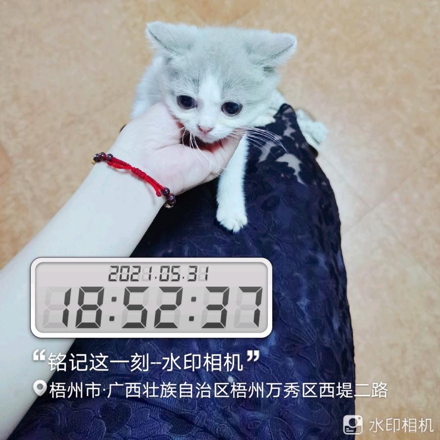 丽