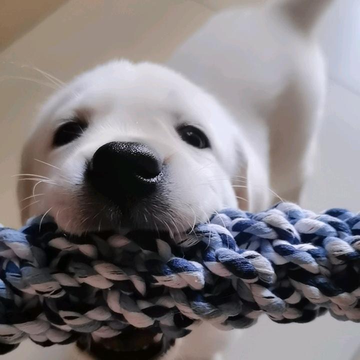 胖小虎