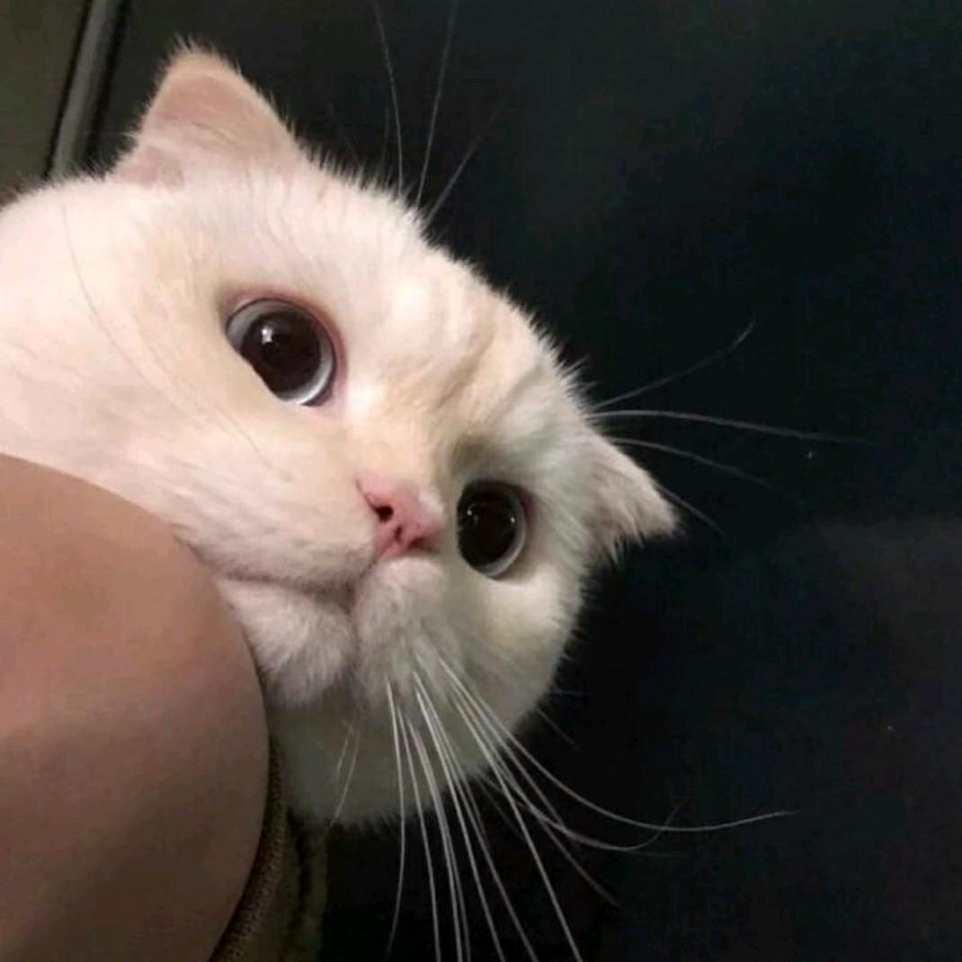 枫.ㅤ