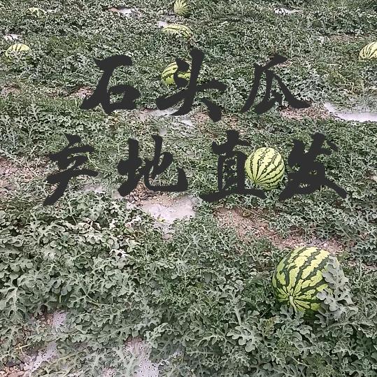 硒砂瓜苹果代收