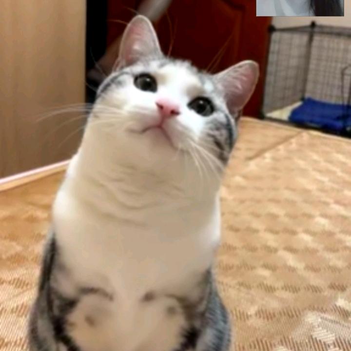 Yan_a
