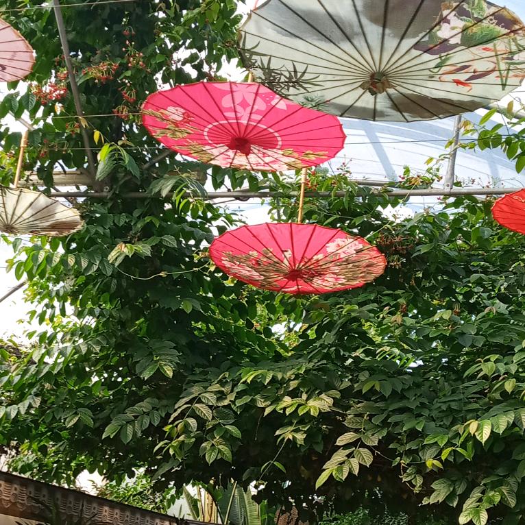 富贵花开