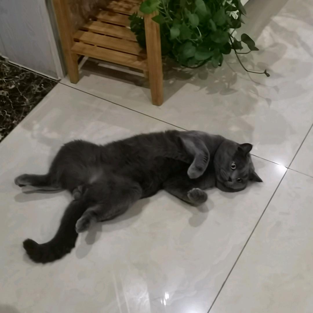 波哥