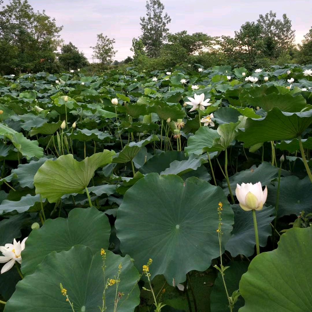 ꧁꫞꯭飘雪꫞꧂