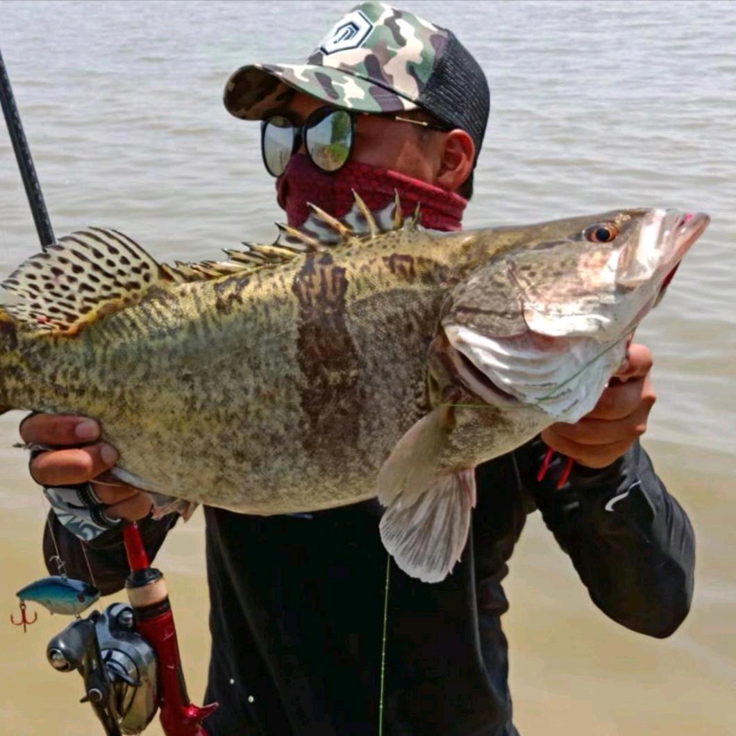 红魔路亚第一视觉🎣大饵钓大鱼