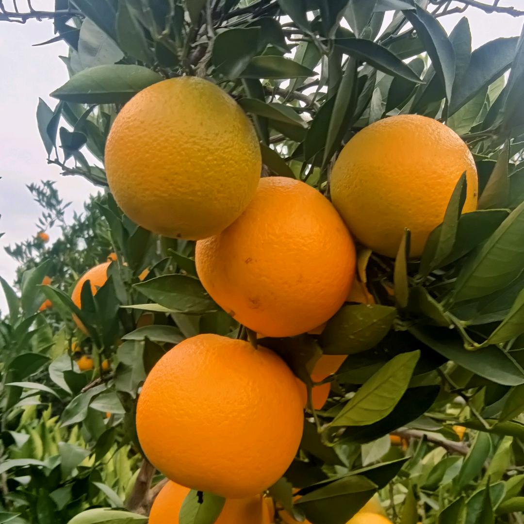 幸福一家🍊🍊