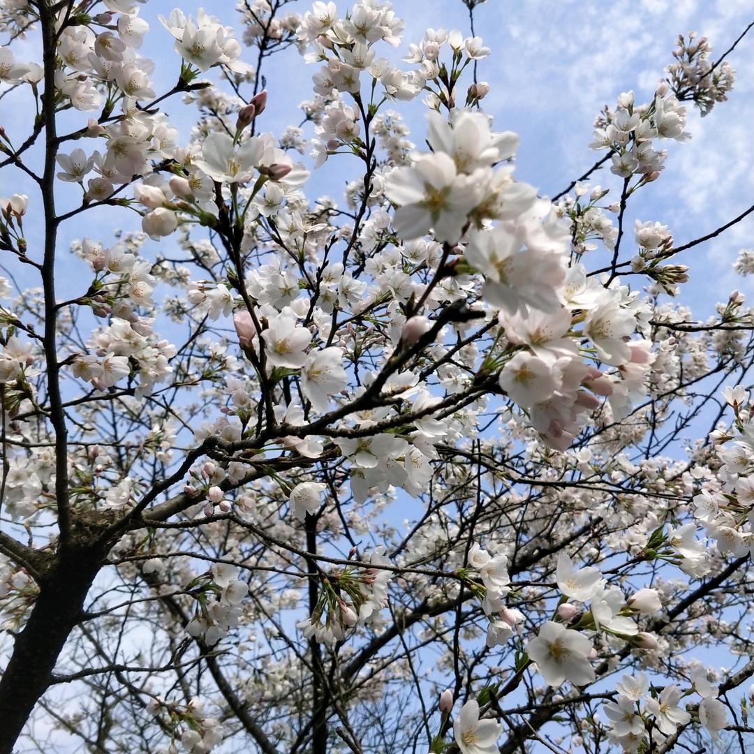 一帘幽梦