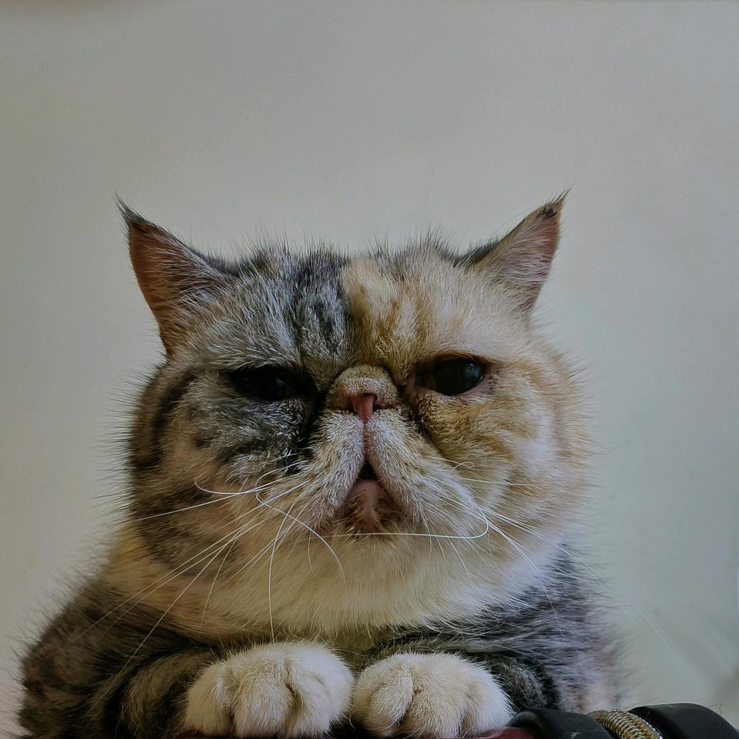 sleepycat