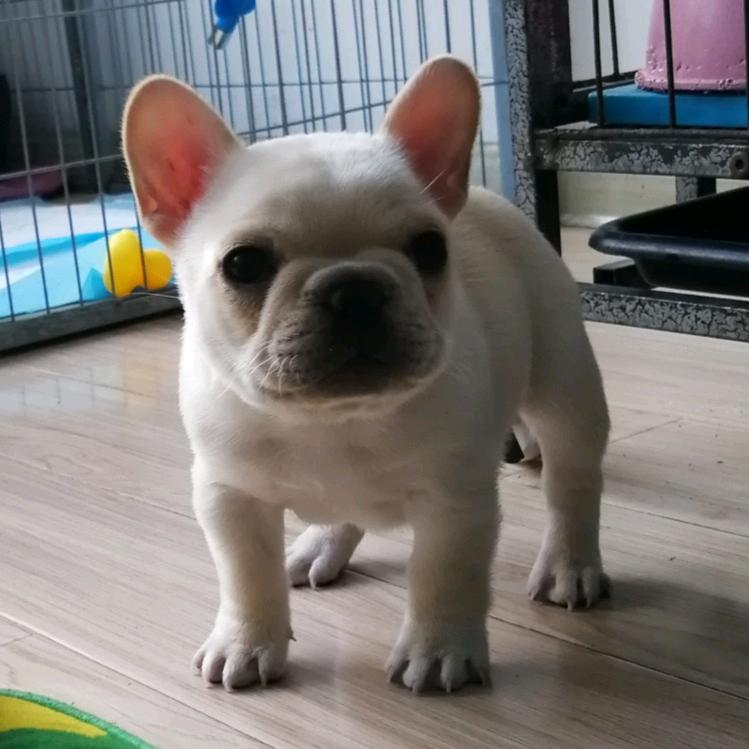 旺汪妈