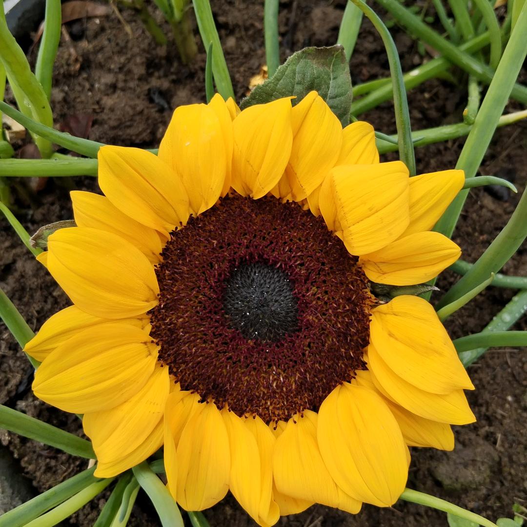 🌻🌻YM🌻🌻