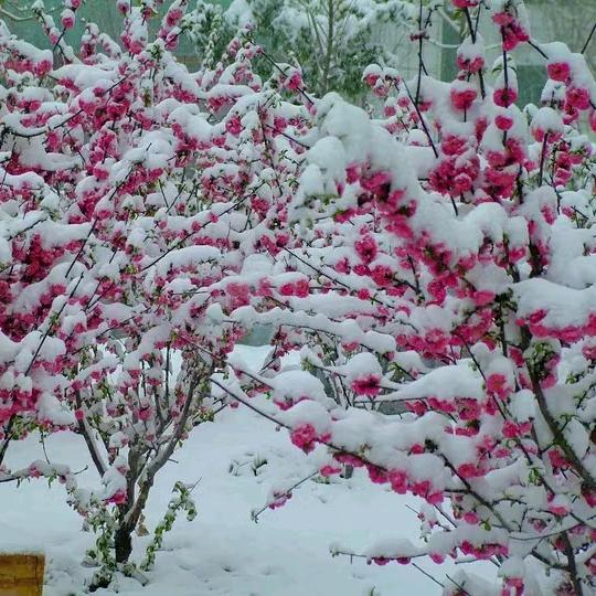 晨曦（手机摄影）