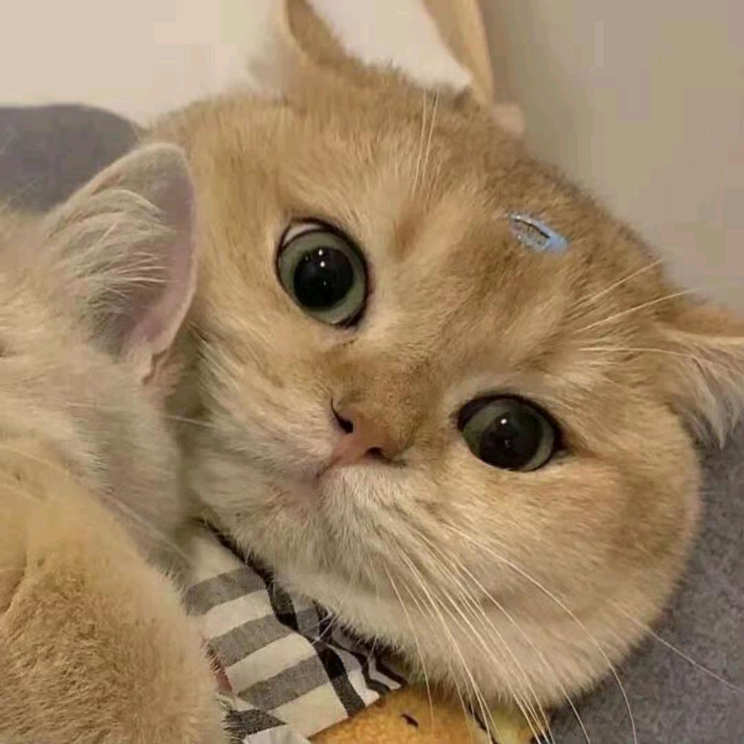 柒月