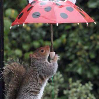 ひどめぼね=独孤求败  我很渣