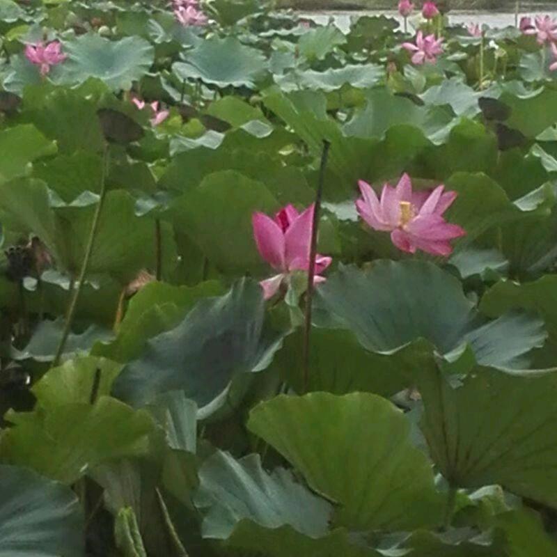 静秋