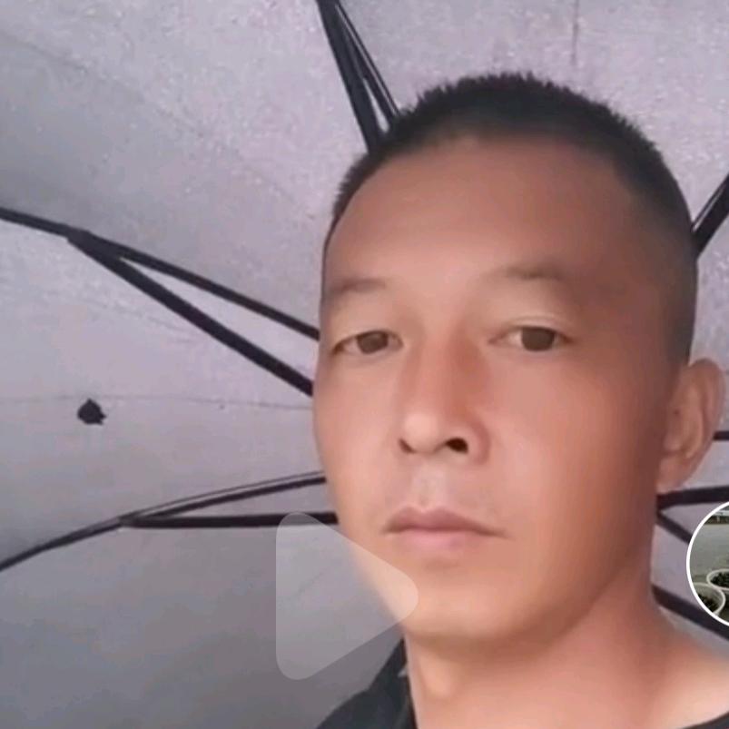 古青松