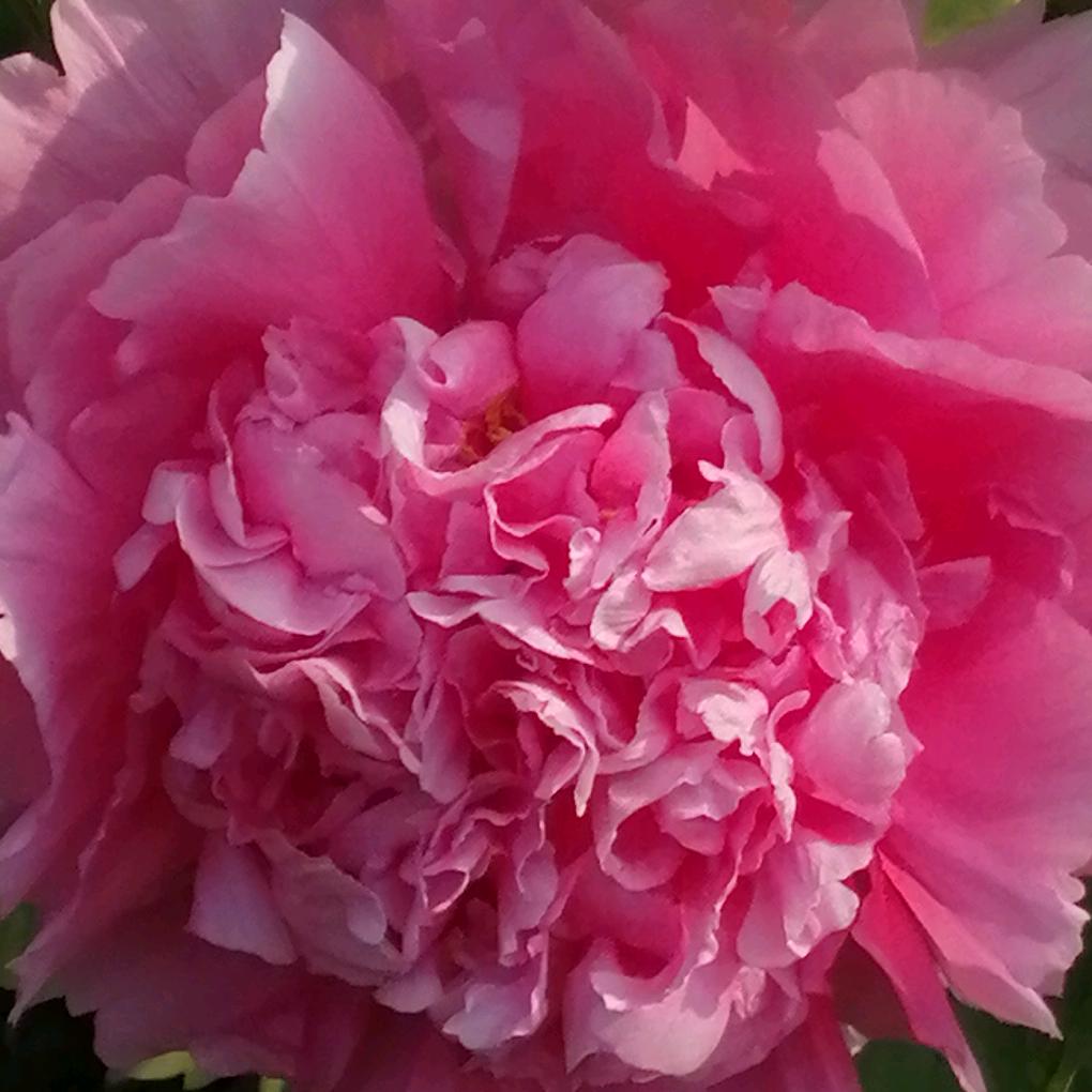 每天心情好快乐每一天