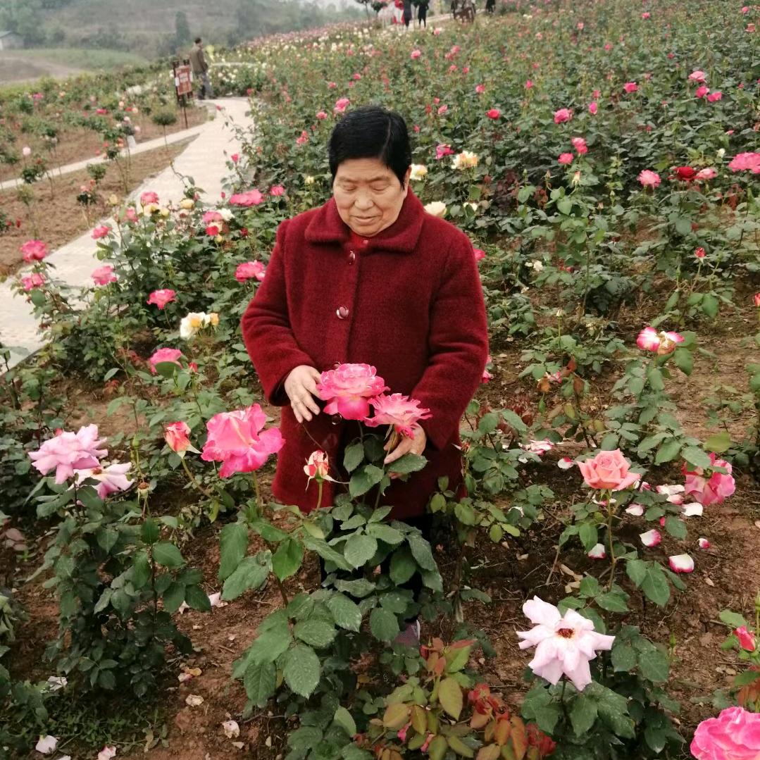 🌹🌹夕阳🌹🌹