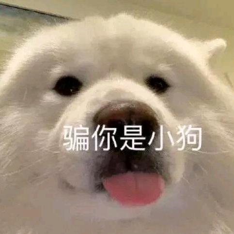 对，你是小狗