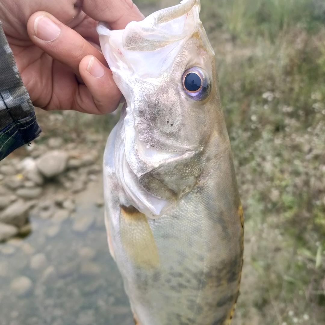 玲珑   江上路亚， 渔轮  保养  维