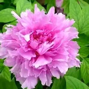 玫瑰🌹