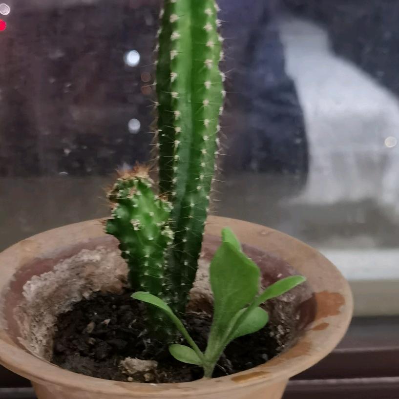 鱼儿离不水