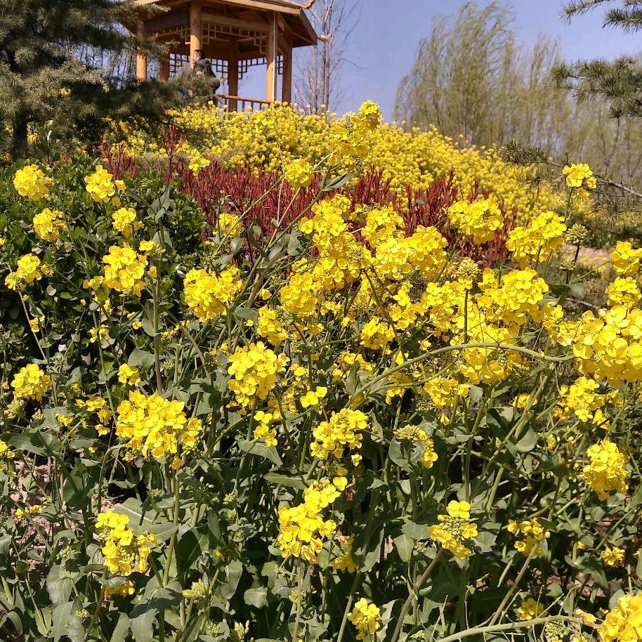 绿水青山（666）