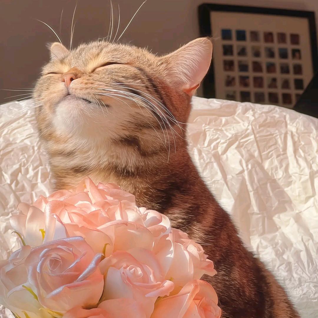 暖猫