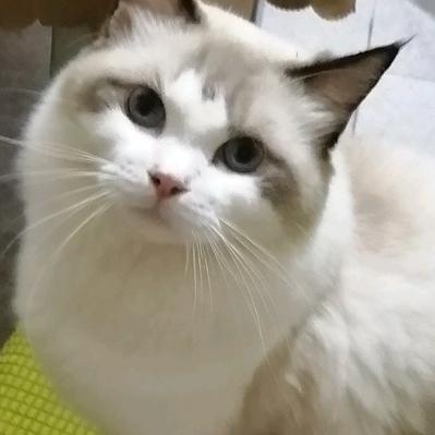 祁木
