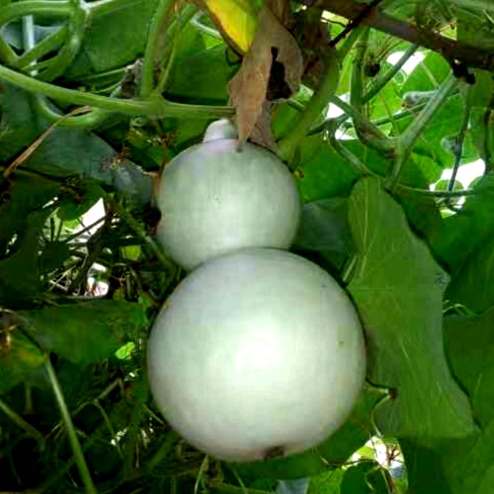 元帅(曹)
