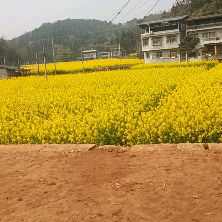 中江女孩
