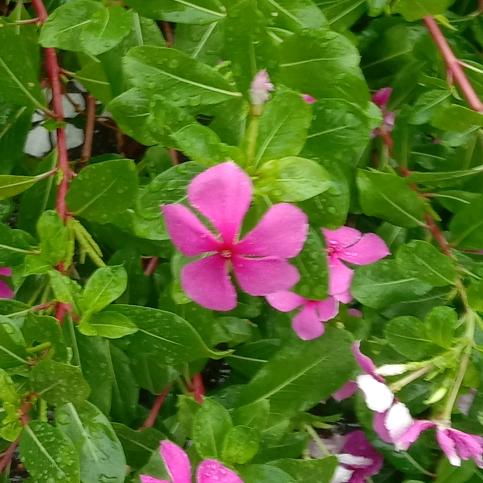 简单人简单生活