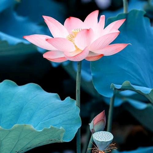 Z陌上花