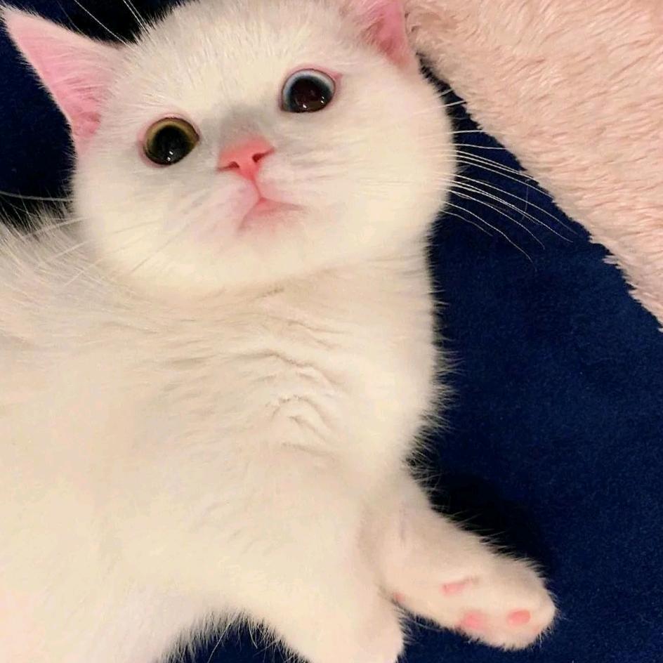 大翔子……
