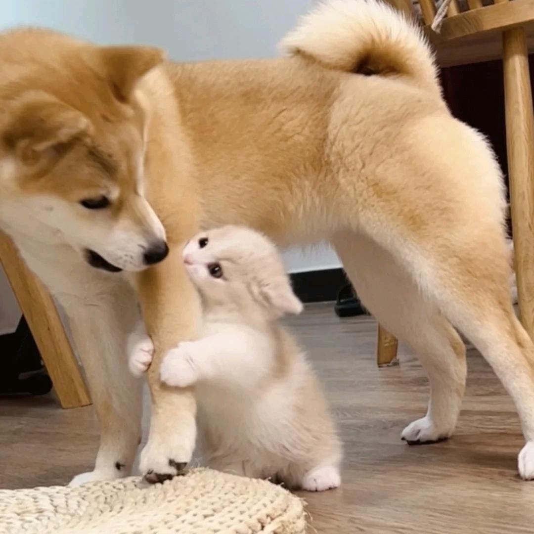 🌈黄焖君米饭🌈