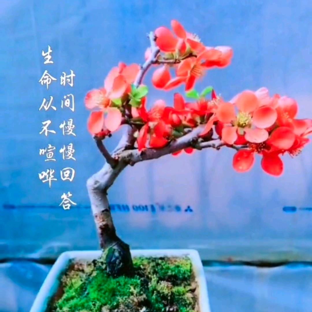 那多盆景园