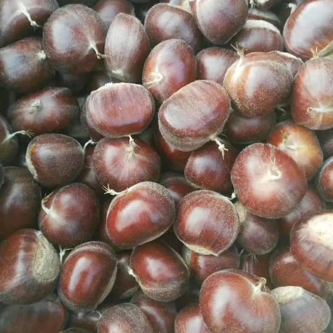 福栗多多板栗店