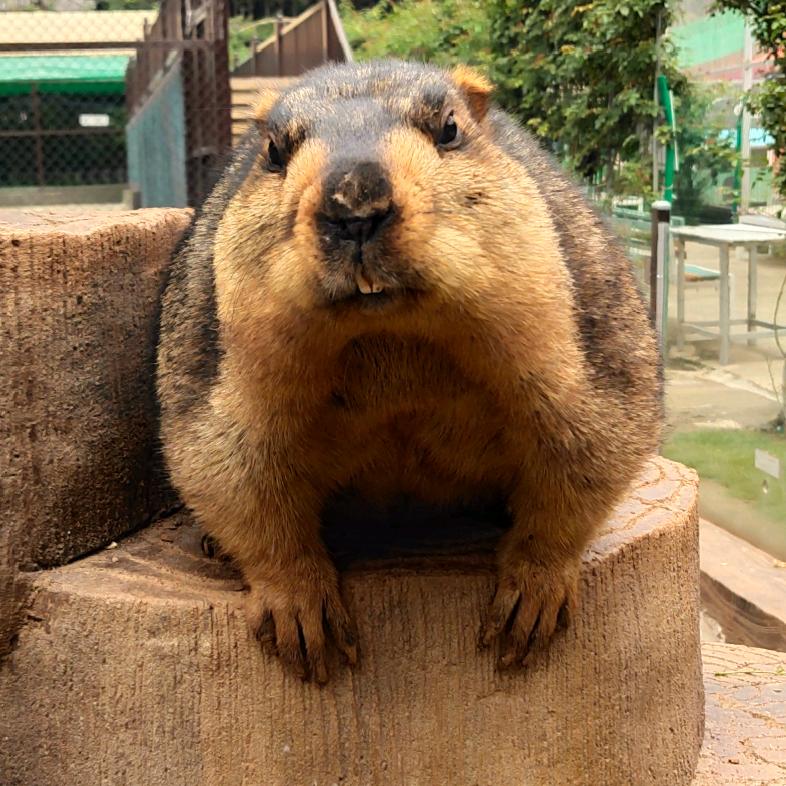 垚垚哥哥的看看咯了