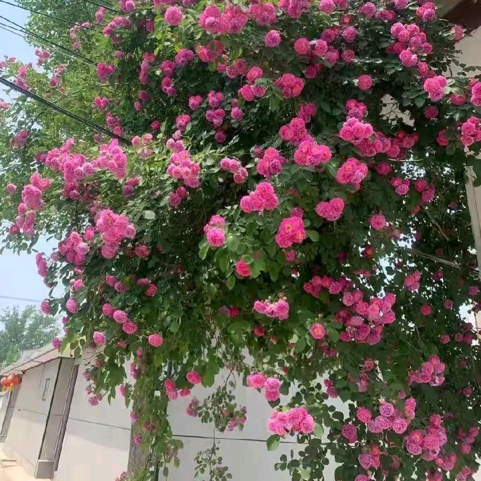 发财888网红七宝