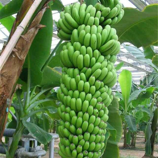 函谷白沙