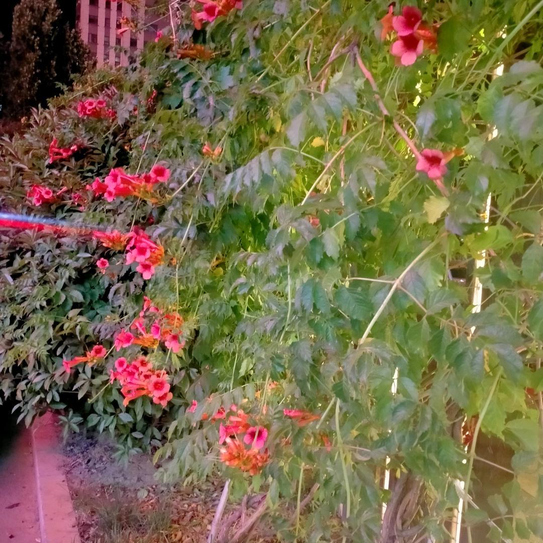 @你若安好,便是晴天
