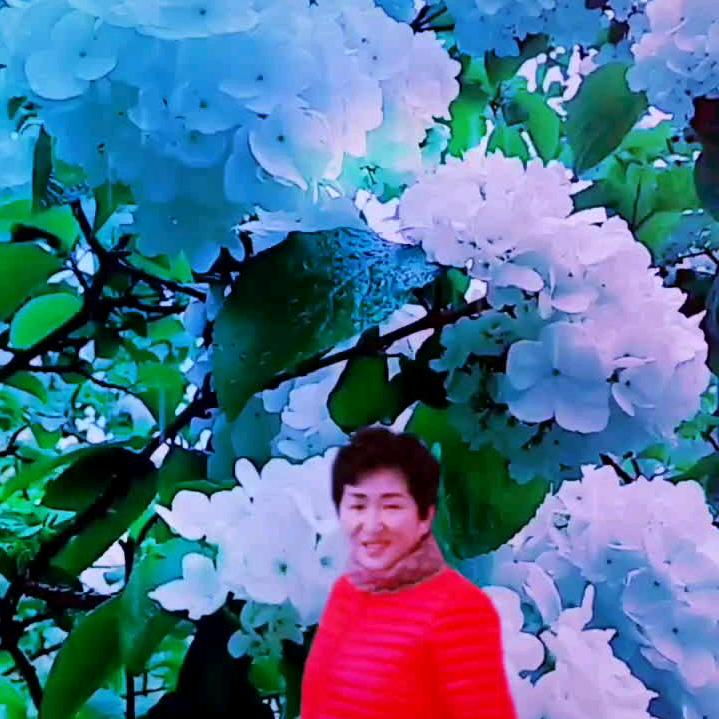 菩提莲珠