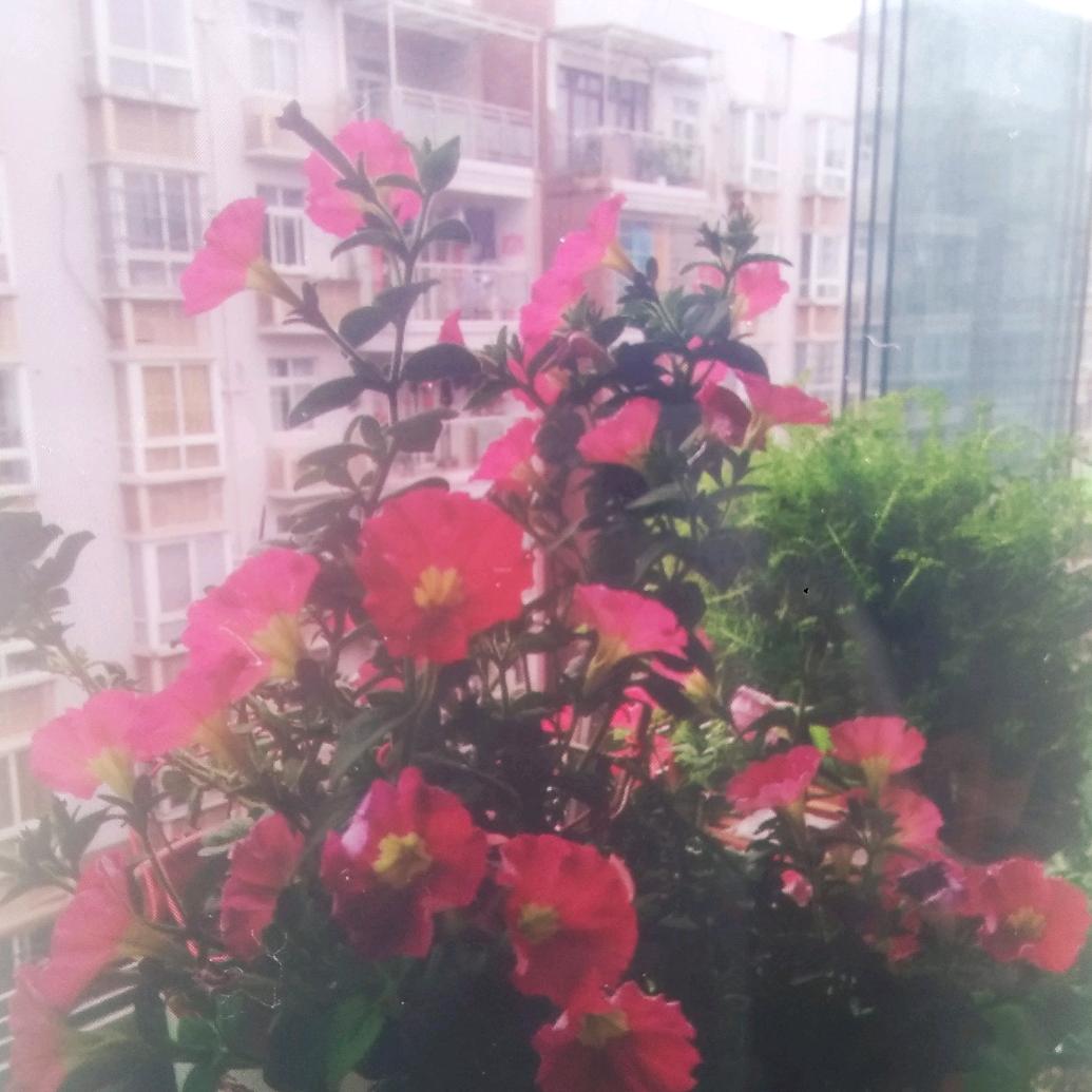 甜心